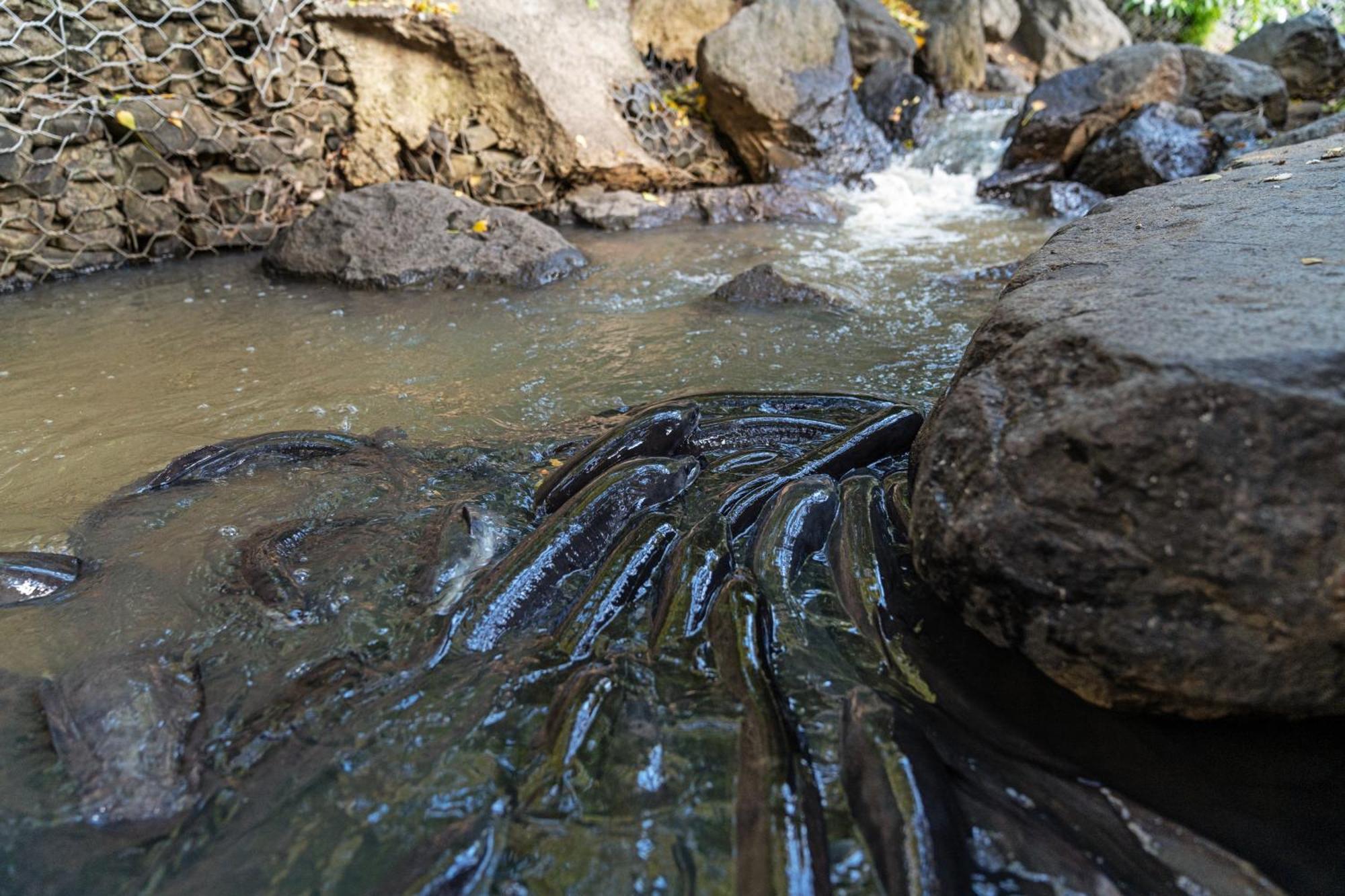 Tasman Holiday Parks - Waihi Beach Εξωτερικό φωτογραφία Waterfall at the top of the falls